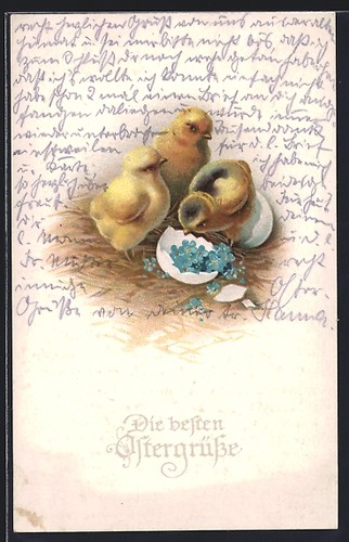 Pulcini pasqua con - di,